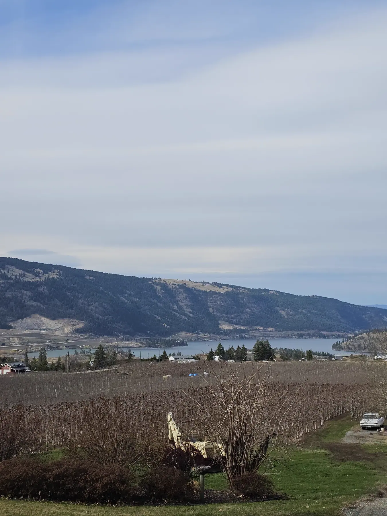 Orchards beside the Okanagan Rail Trail near Wood Lake
